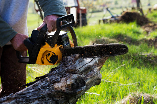 Trusted Jamesburg, NJ Tree Care Experts